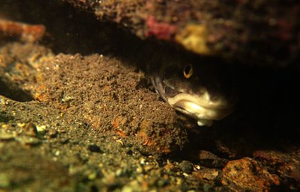 Rock ling beneath Edithburgh jetty