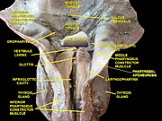 Larynx, pharynx and tongue. Deep dissection. Posterior view.