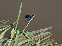 Gebänderte Prachtlibelle (Calopteryx splendens) am Floßbach