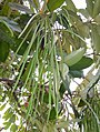 Alstonia scholaris