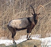 Gray and brown bovid