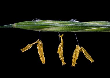 Bromus carinatus near in El Cerrito, California