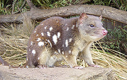 Kwolu madoa (Dasyurus maculatus)