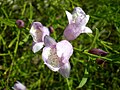 Eremophila divaricata