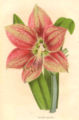 Hippeastrum pardinum, um dos progenitores dos híbridos "Leopoldii".