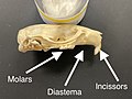 げっ歯類の頭蓋骨。生涯伸び続ける切歯の後ろに、歯がない歯隙（英語版）があり、そのあとに臼歯がある。