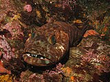 Lingcod shows its teeth