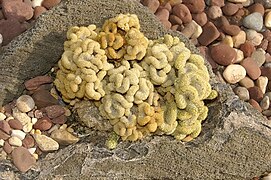 Brain cactus, Mammillaria elongata Cristata