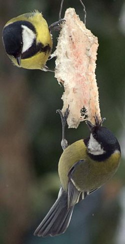 Parus major.jpg