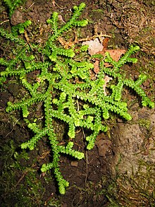 Selaginella denticulata La Palma01.jpg