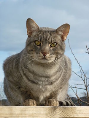 Ocicat