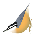 Red-breasted nuthatch (S. canadensis)