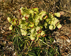 Hellébore fétide (Helleborus foetidus).