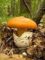 Karališkoji musmirė (Amanita caesarea)