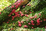 Asteranthera ovata.