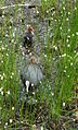 A female Eurasian coot leads her two young to the pond: WWT, Barnes, London