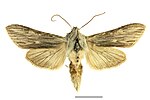 Cucullia chamomillae – Specimen