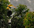 Provincial bird of Arunachal