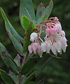 Arctostaphylos obispoensis—San Luis Obispo manzanita