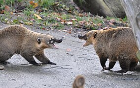 Le coati est batailleur.