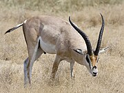 Brown and white bovid