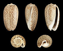 Oliva mustelina