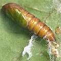 Pandemis limitata pupa