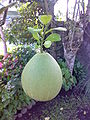 Fruit on tree; from the Philippines