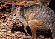 Brown pademelon