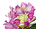 Rhododendron smirnowii