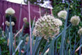 Allium ascalonicum