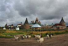 Goat herd in Solovetsky Islands, Russia