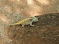 Mannetjie in Krokodil- brugkamp, Krugerwildtuin