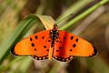 Acraea acrita