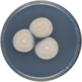 Aspergillus pseudodeflectus growing on CYA plate