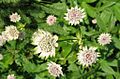 Astrantia major