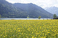 Blumenwiese am Achensee