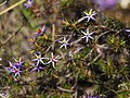 Calectasia cyanea