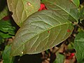 Laufblöð Euonymus europaeus