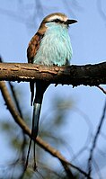 Racket-tailed Roller