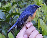 Blue flycatcher with orange belly