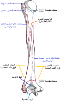 عظم العضد الأيسر. نظرة خلفية.