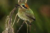 Tody Motmot