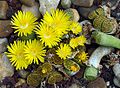 Lithops bromfieldii