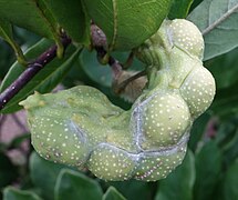 Immature fruit