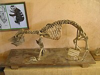 M. grandidieri skeleton