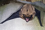 Brown bat