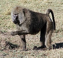 Olivebaboon.jpg