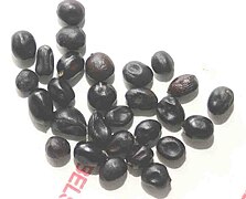 പിയോണിയ അനോമല , seeds