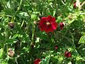 Potentilla atrosanquinea